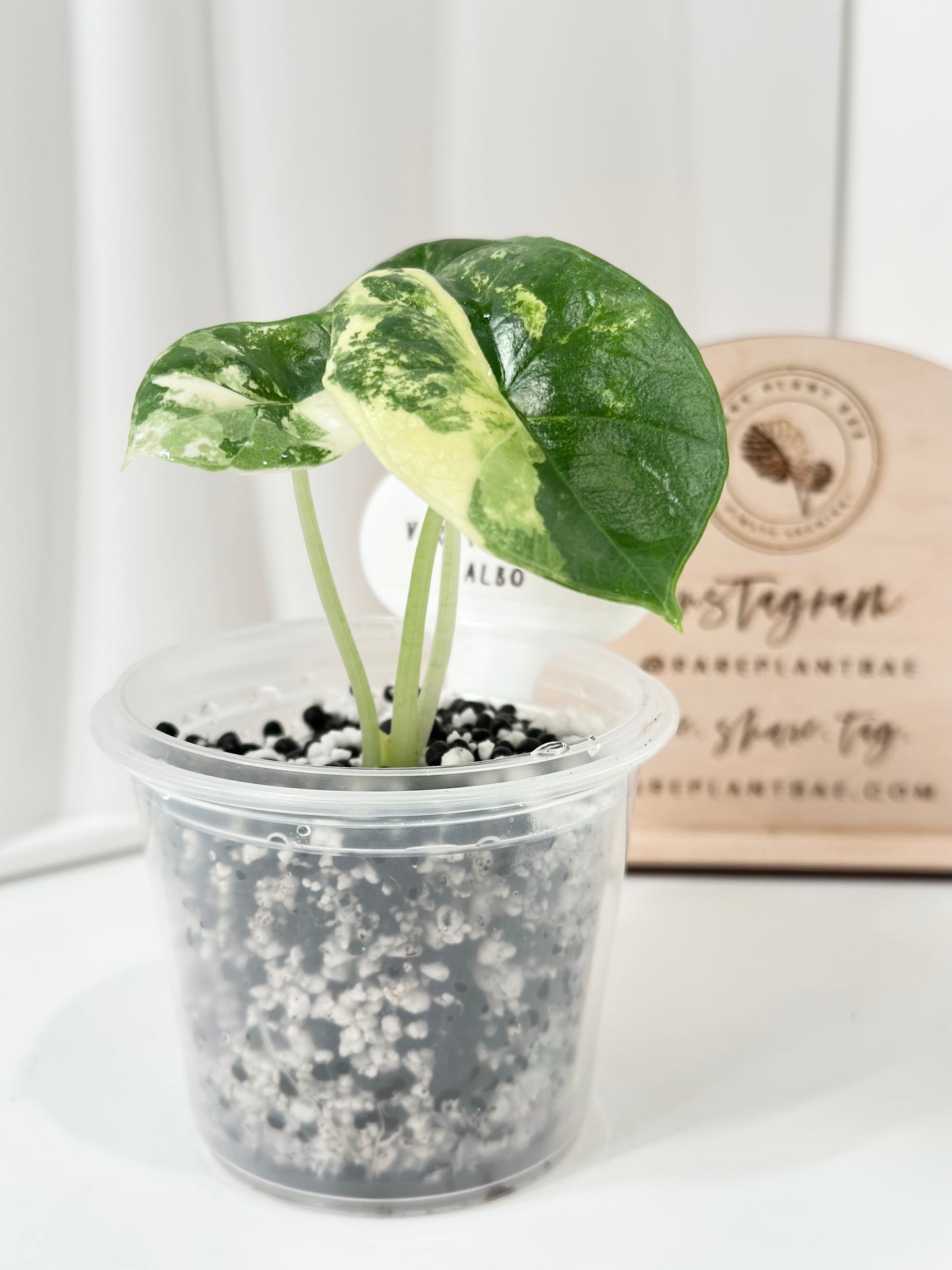 Alocasia Bisma "Platinum" variegated - albo