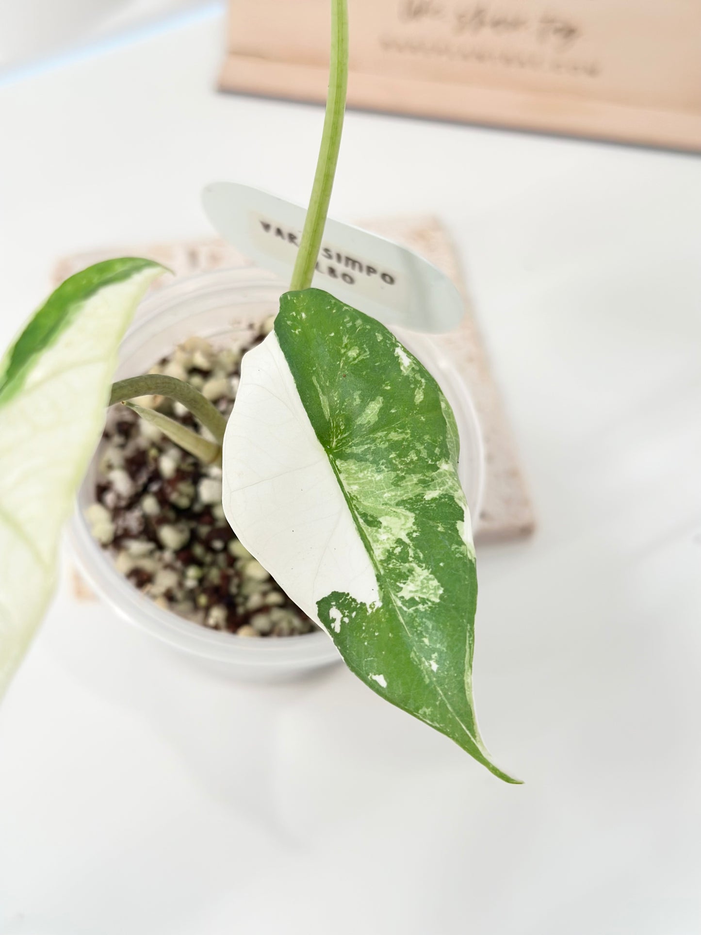 Alocasia Simpo Variegated - albo