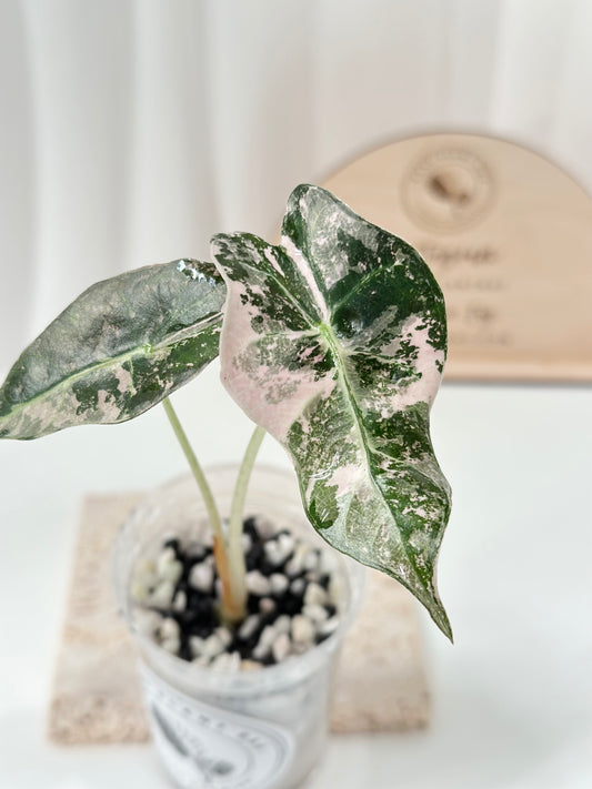 Alocasia Polly variegated - Pink
