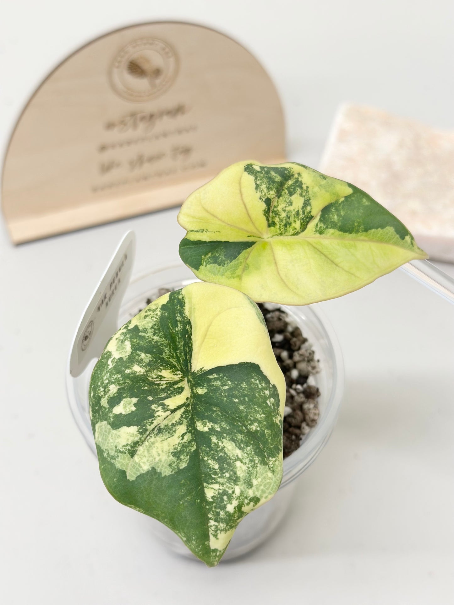 Alocasia Nebula Variegated - aurea