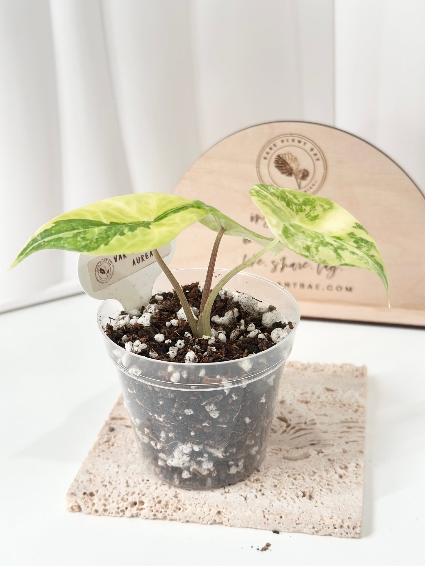 Alocasia Scalprum variegated - aurea