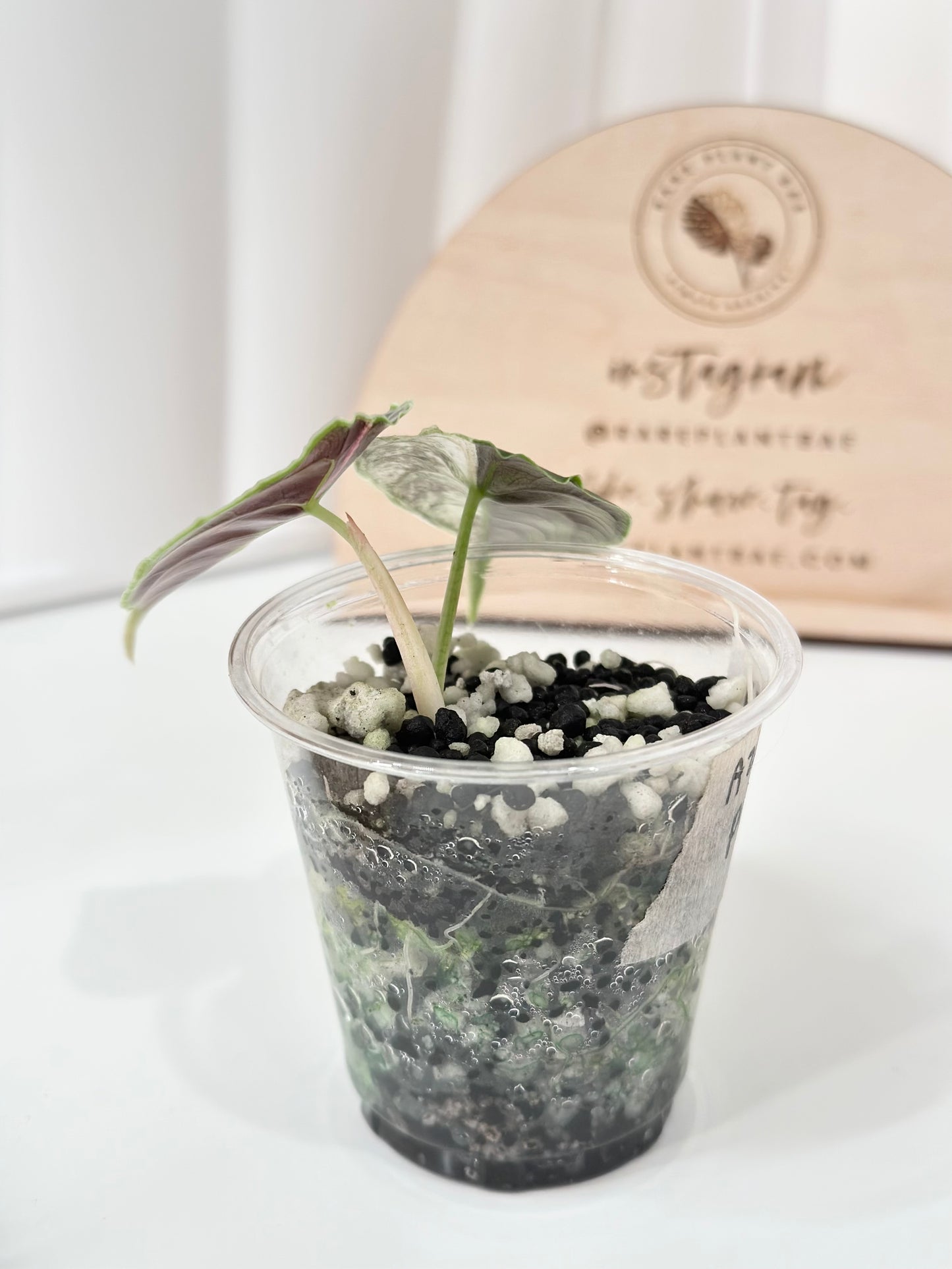 Alocasia Azlanii variegated - albo/pink