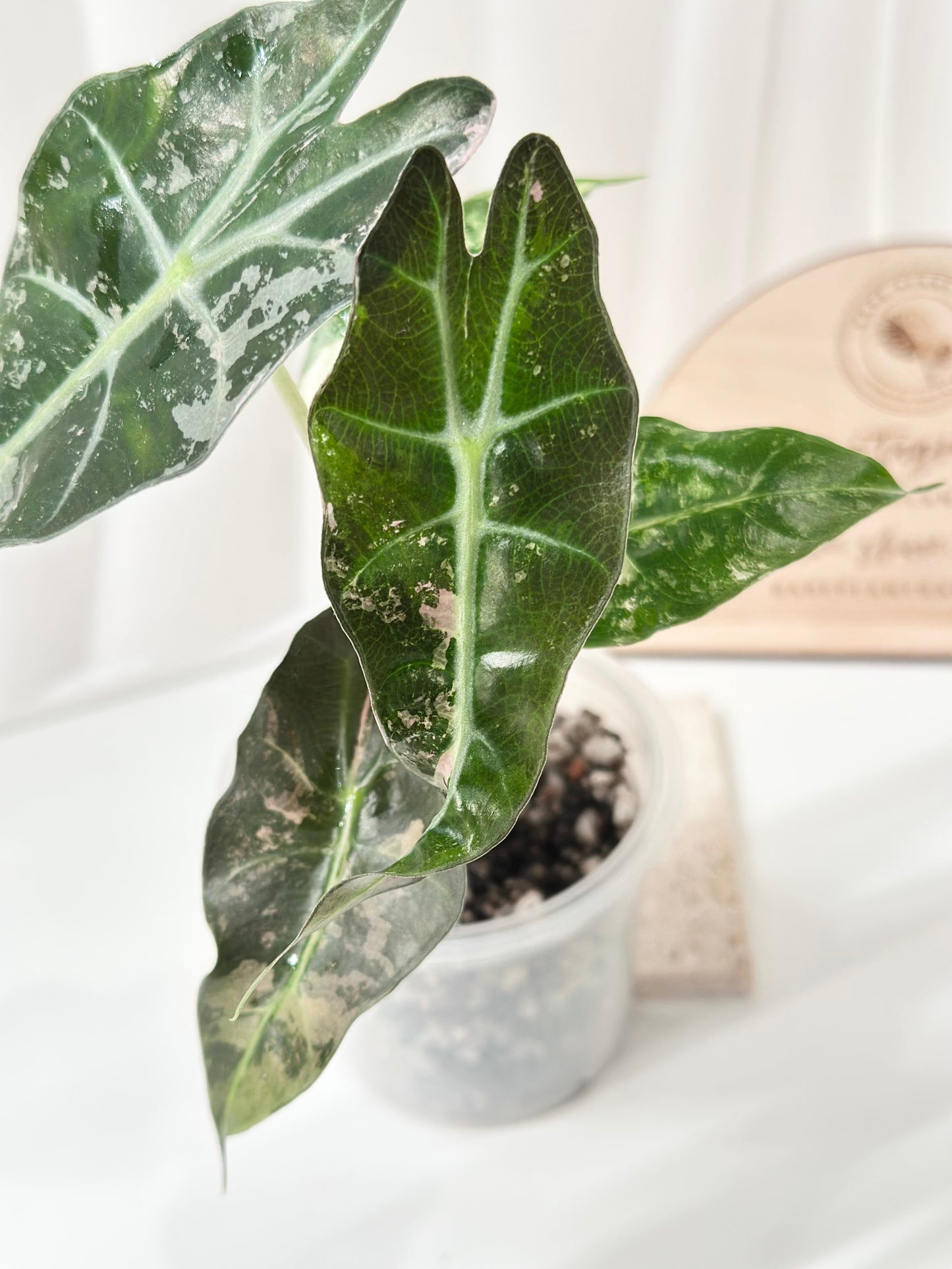Alocasia Polly variegated - Pink