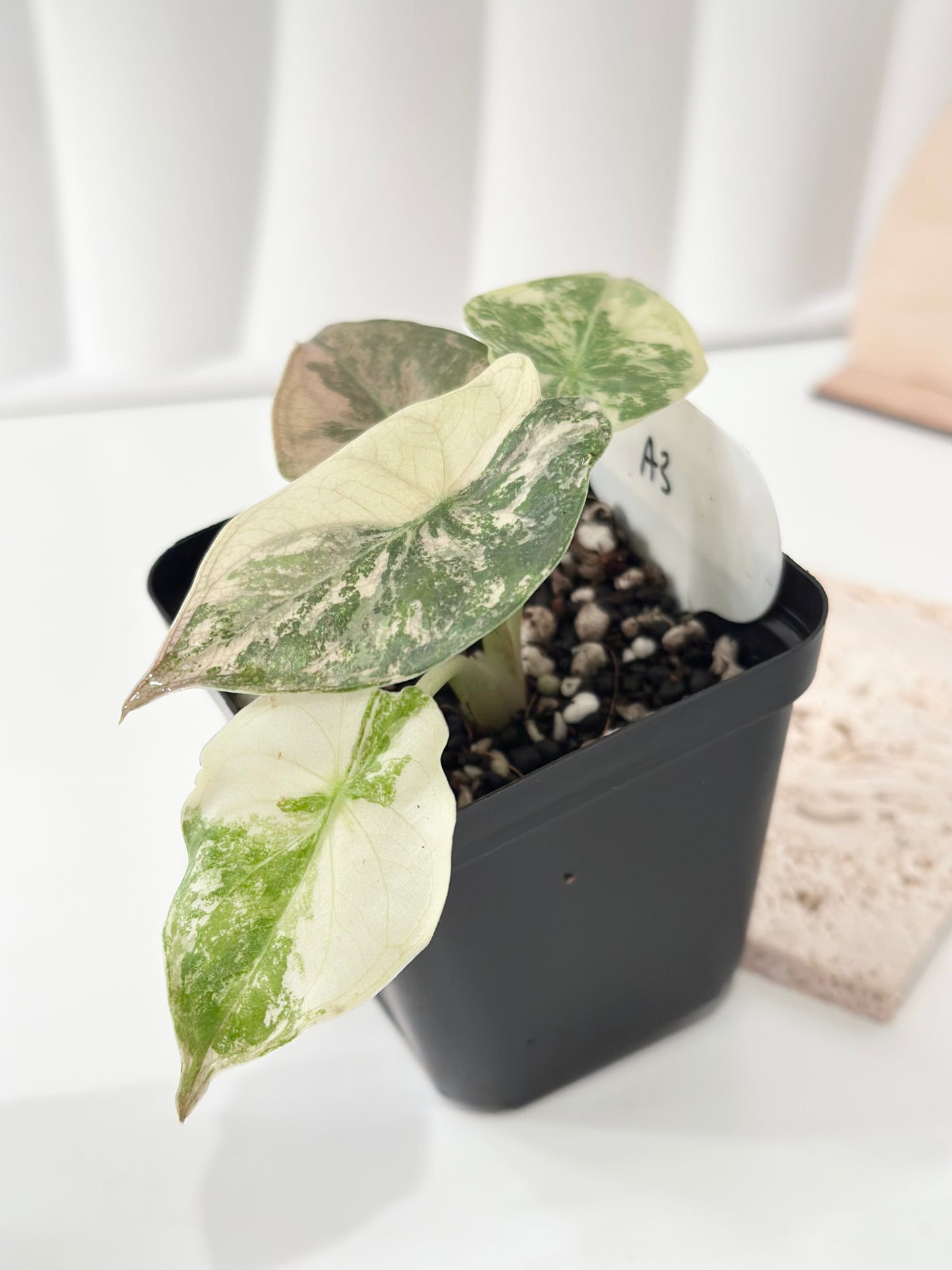 Alocasia Wentii variegated - pink/ albo (A3)