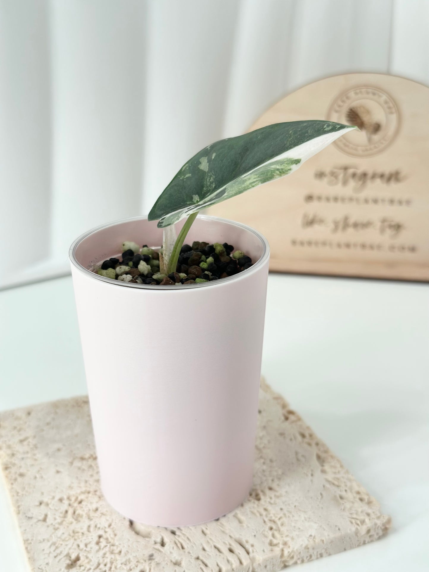 Alocasia Reginae Variegated - pink/albo *corm grown*