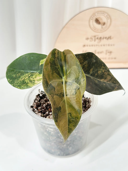 Alocasia Sedenii variegated - aurea