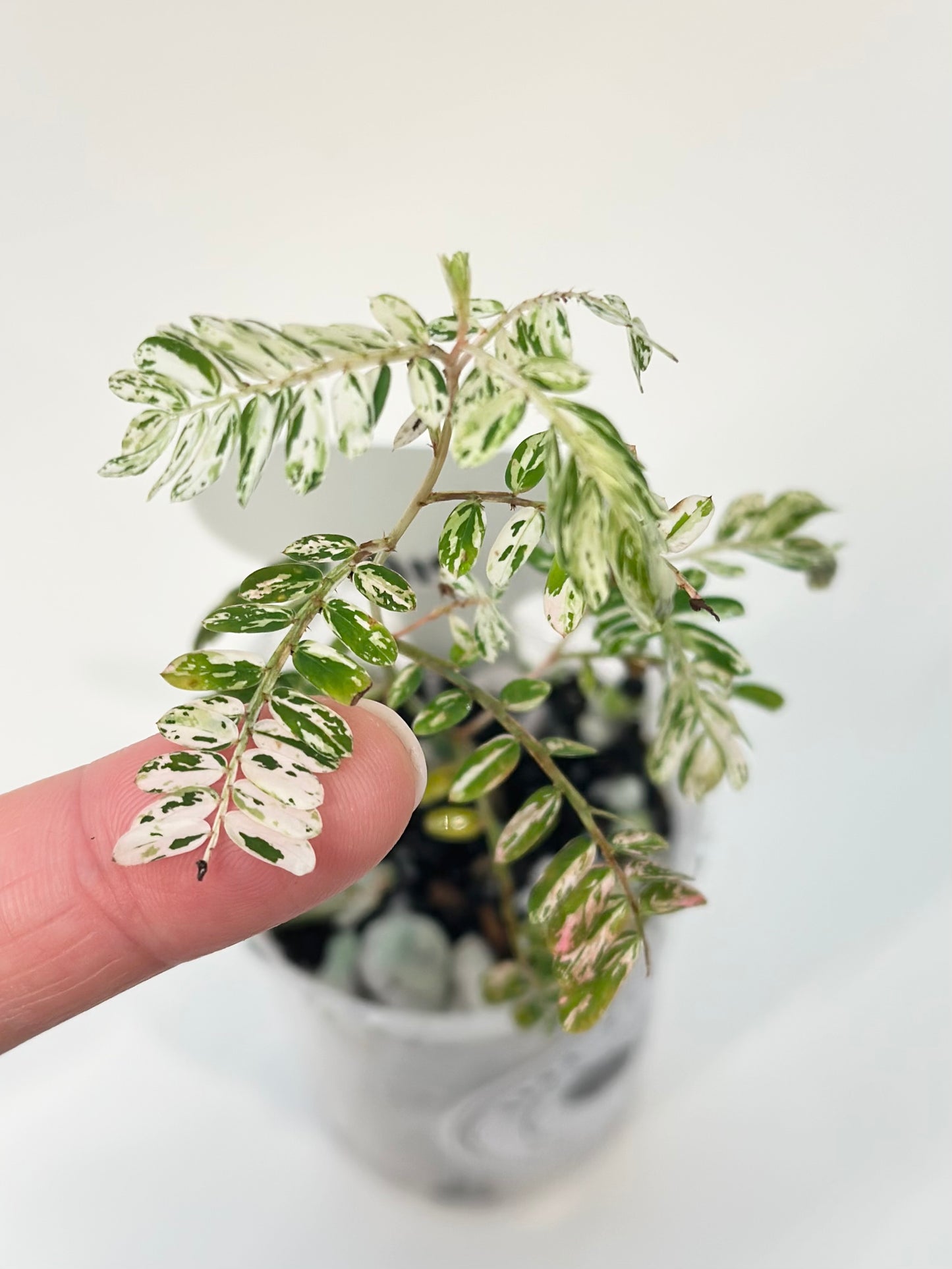Phyllanthus Urinaria variegated - pink (A19)
