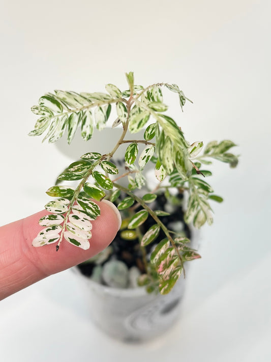 Phyllanthus Urinaria variegated - pink (A19)