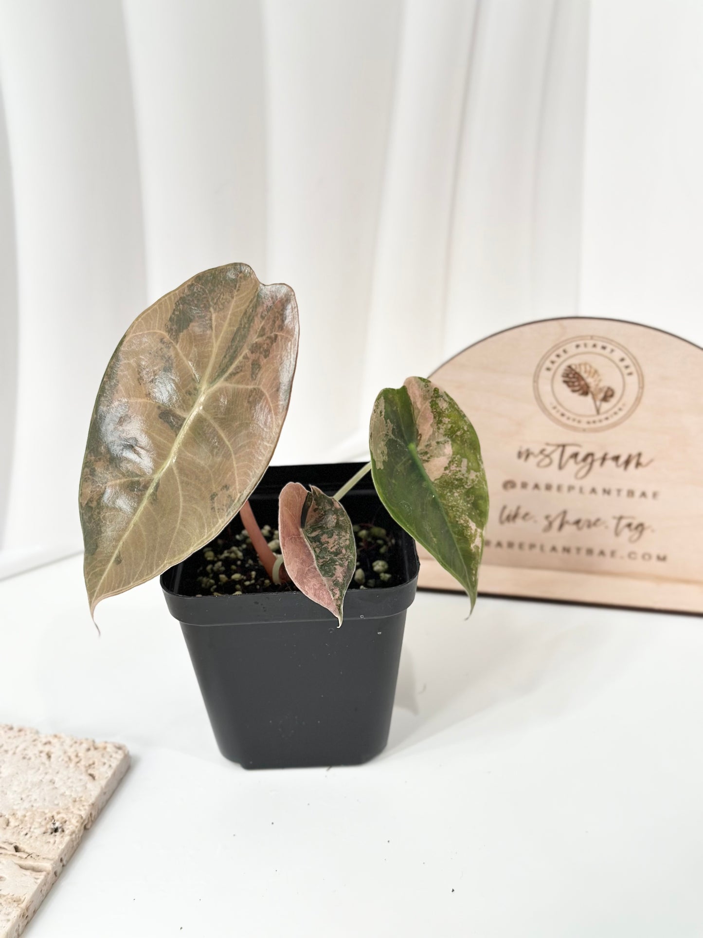 Alocasia Sedenii variegated - aurea