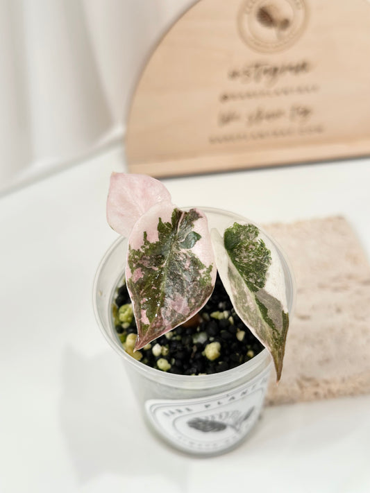 Alocasia Cuprea Variegated - pink marble