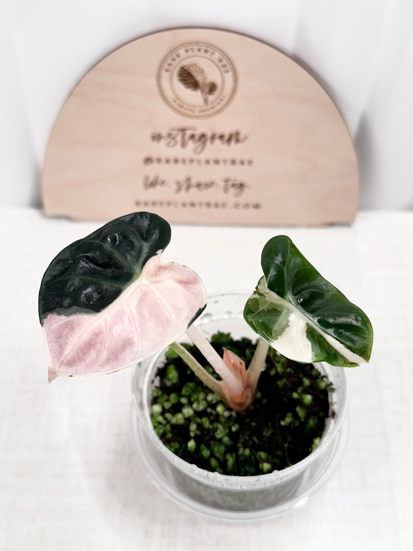 Alocasia Heart Balloon Variegated - Pink