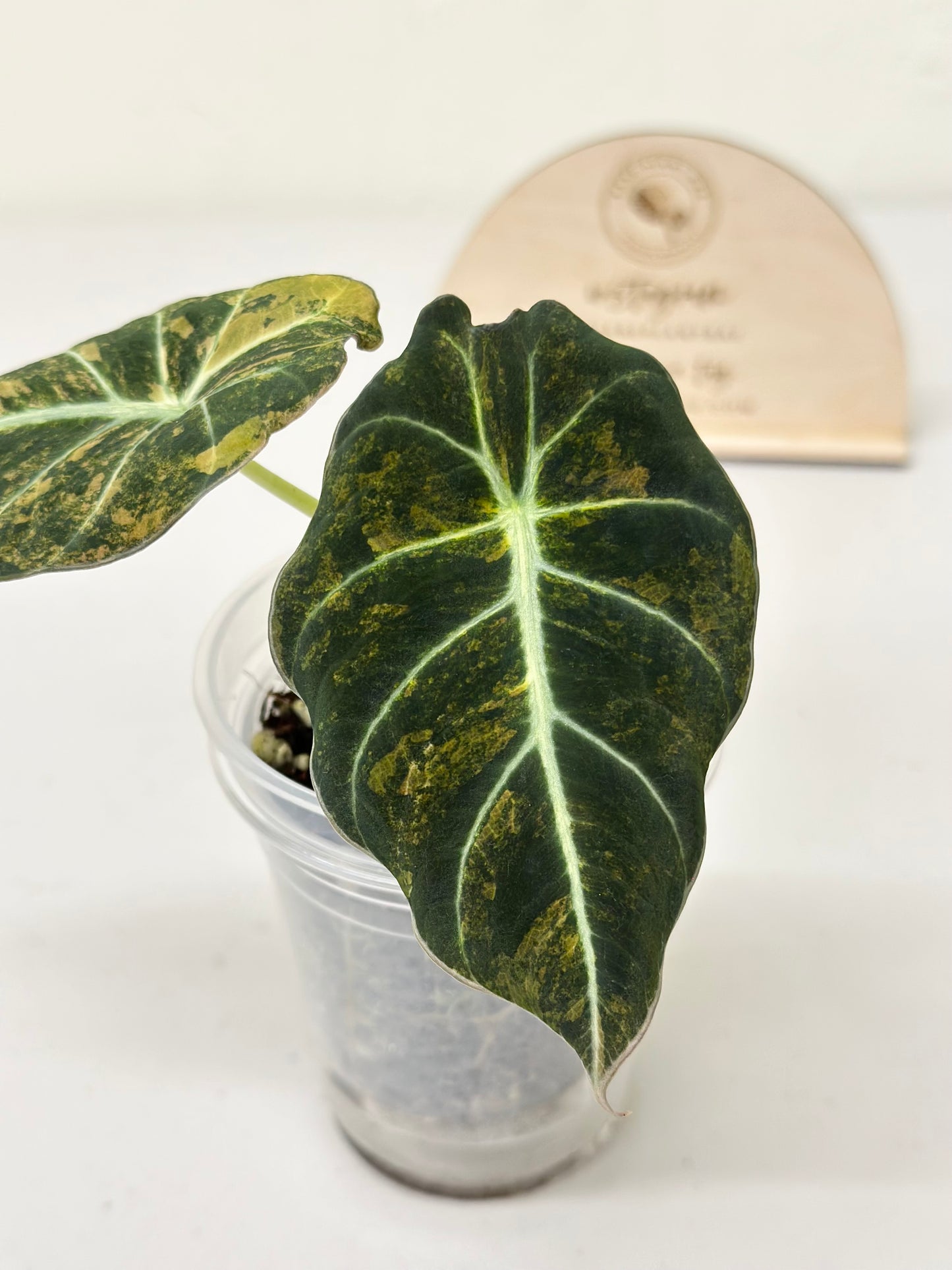 Alocasia Black Velvet Variegated - aurea