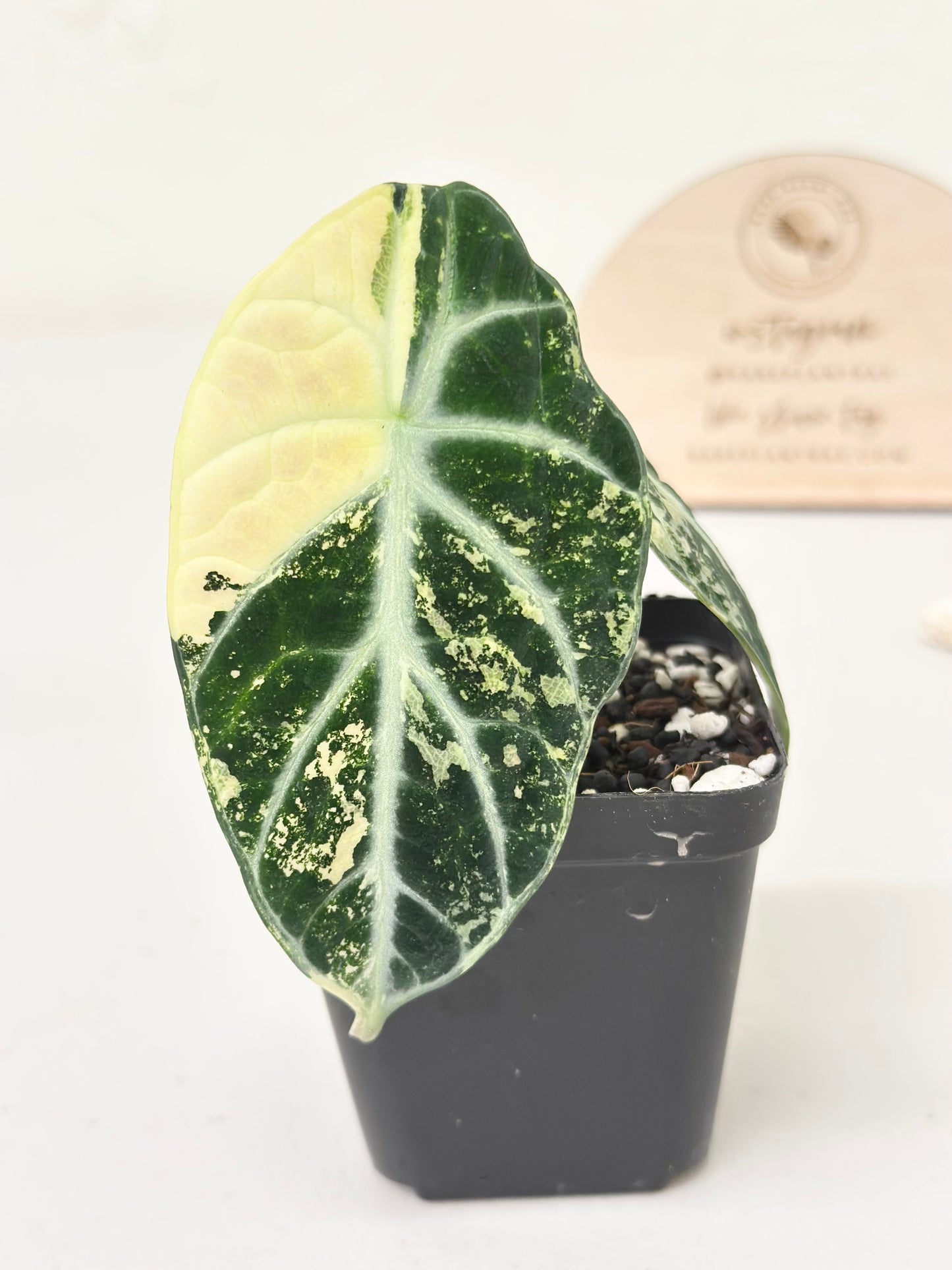 Alocasia Ninja variegated - albo