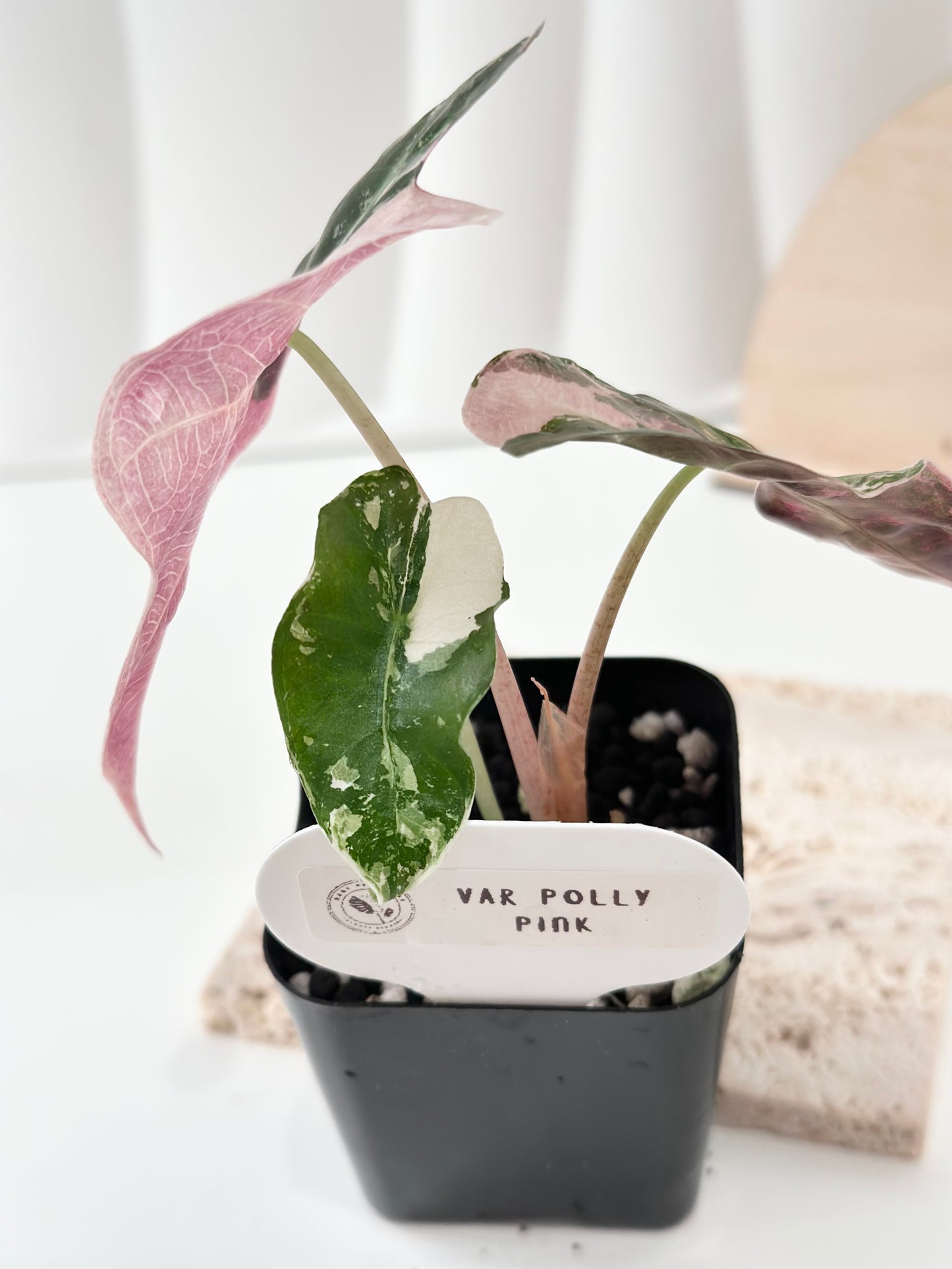 Alocasia Polly variegated - Pink