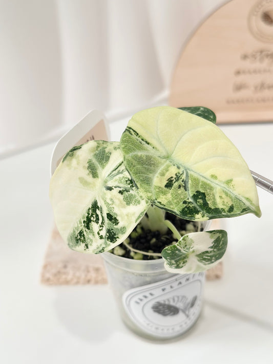 Alocasia Ninja variegated - albo