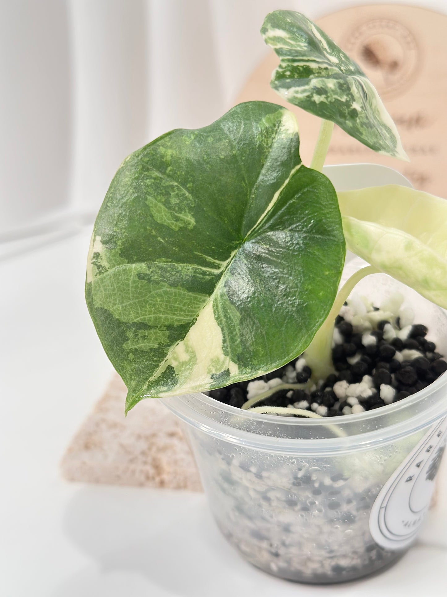 Alocasia Bisma "Platinum" variegated - albo