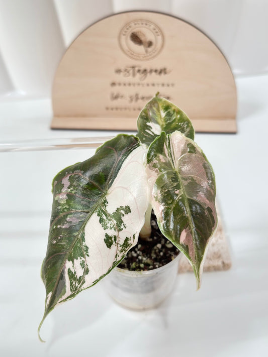Alocasia Azlanii variegated - albo/pink