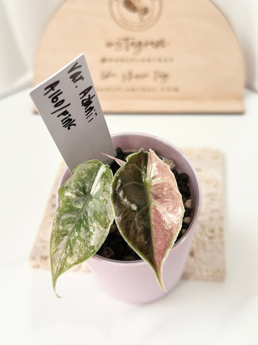 Alocasia Azlanii variegated - albo/pink