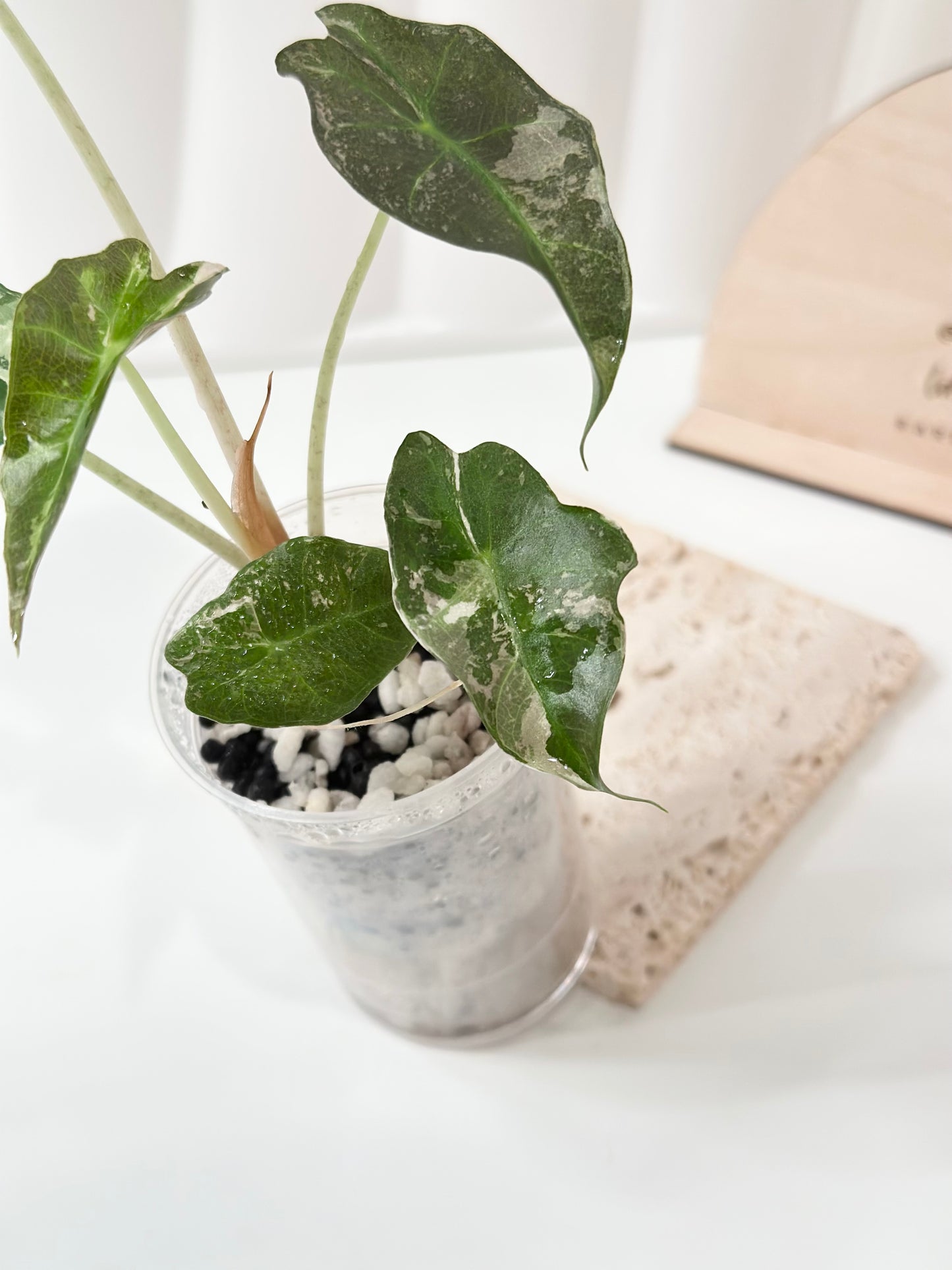 Alocasia Polly variegated - Pink