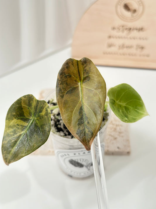 Alocasia Cuprea variegated - "caramel latte"/ aurea