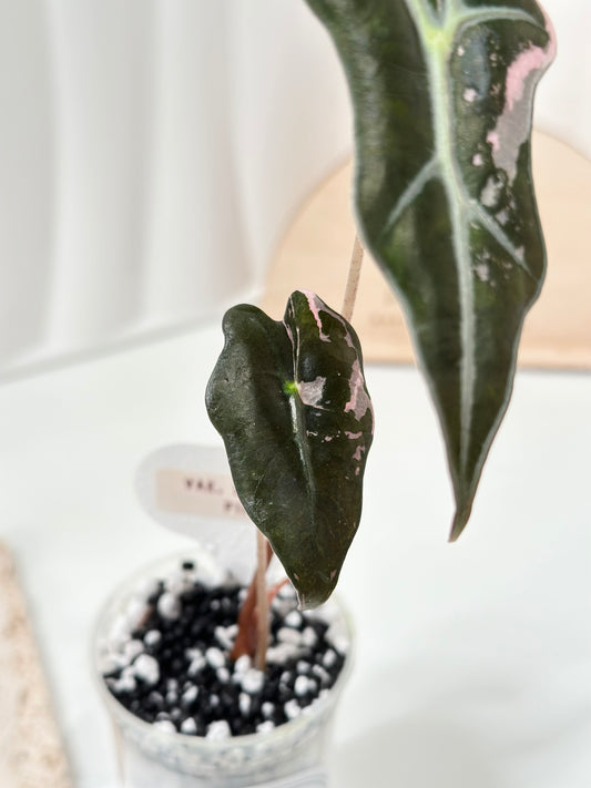 Alocasia Sanderiana "Nobilis K" Variegated - pink