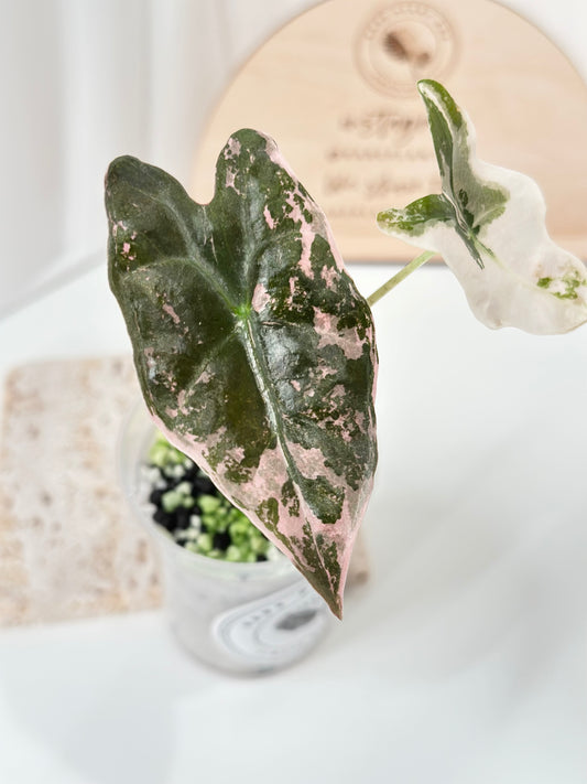 Alocasia Sanderiana "Nobilis K" Variegated - pink