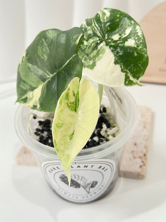 Alocasia Bisma "Platinum" variegated - albo