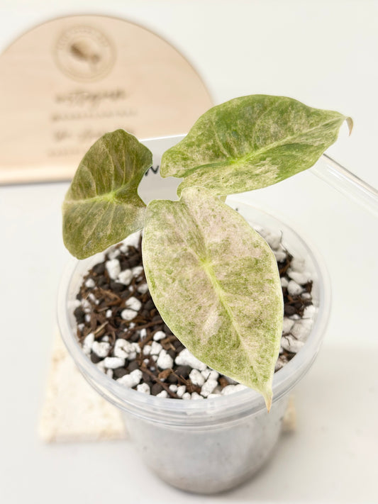 Alocasia Golden Bone variegated - pink mint (W1)