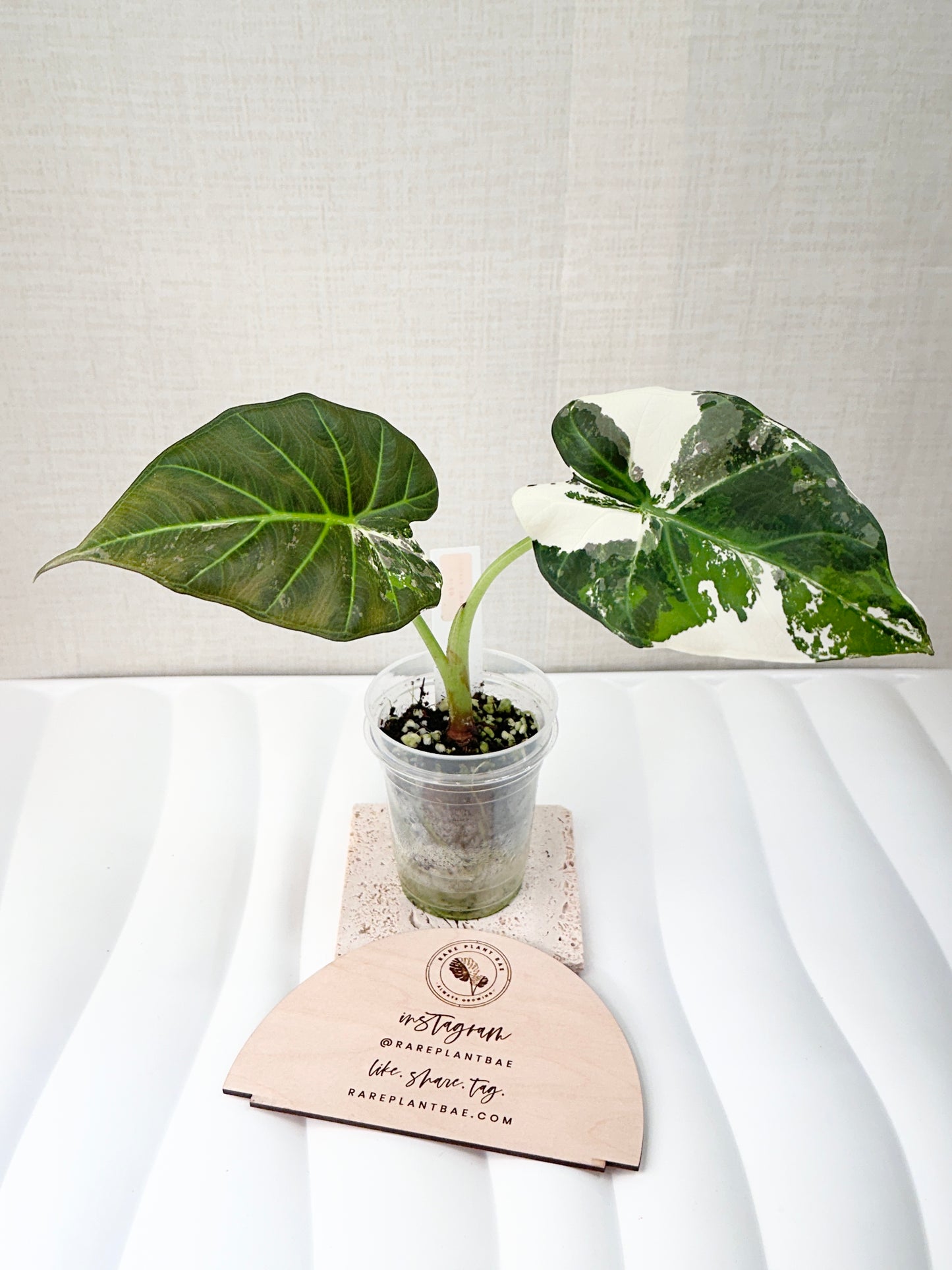 Alocasia Regal Shield Variegated - Albo