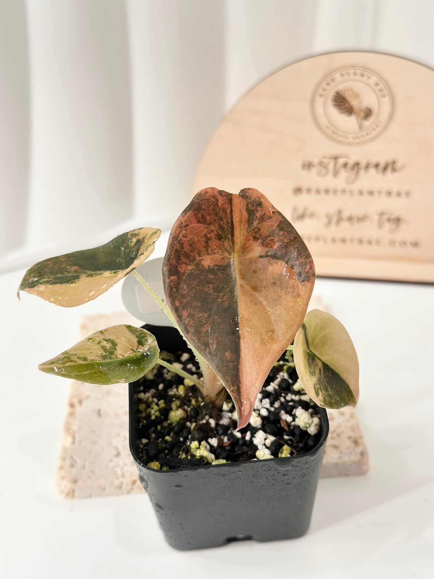 Alocasia Cuprea variegated - "gold latte"/ aurea