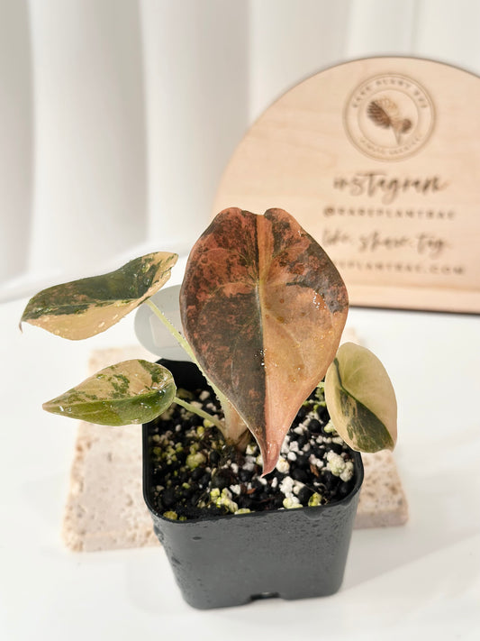 Alocasia Cuprea variegated - "gold latte"/ aurea