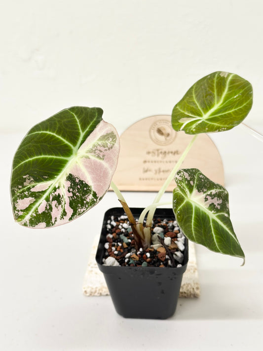 Alocasia Black Velvet Variegated - pink/albo