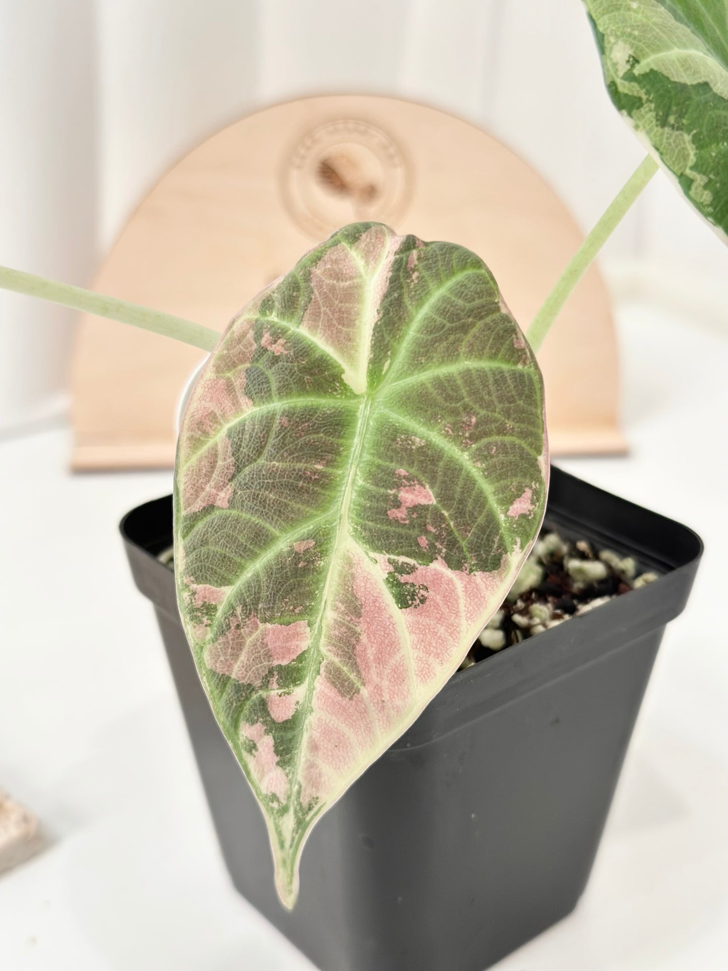 Alocasia Maharani variegated - albo