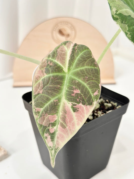 Alocasia Maharani variegated - albo