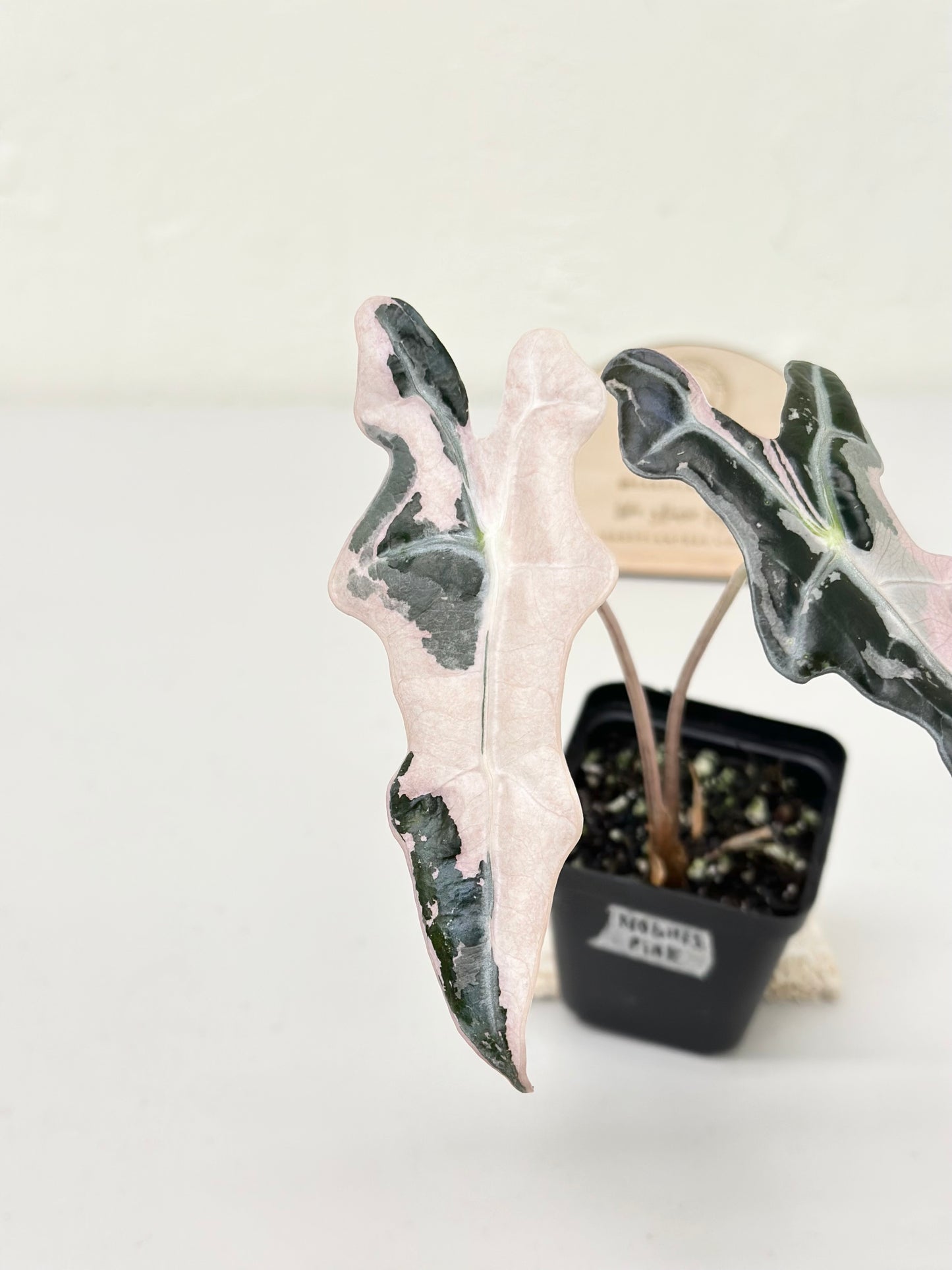 Alocasia Sanderiana "Nobilis K" Variegated - pink (stem grown)