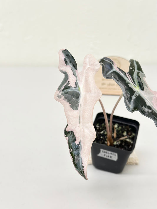 Alocasia Sanderiana "Nobilis K" Variegated - pink (stem grown)
