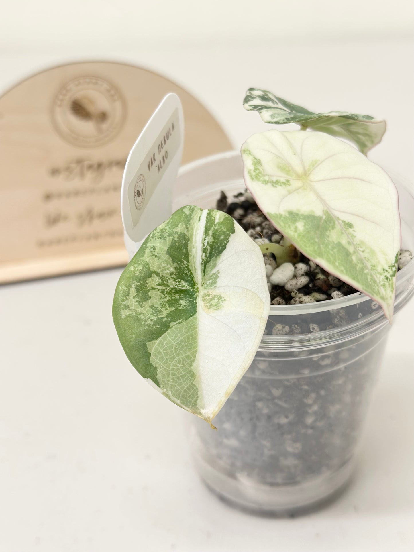 Alocasia Nebula Variegated - albo