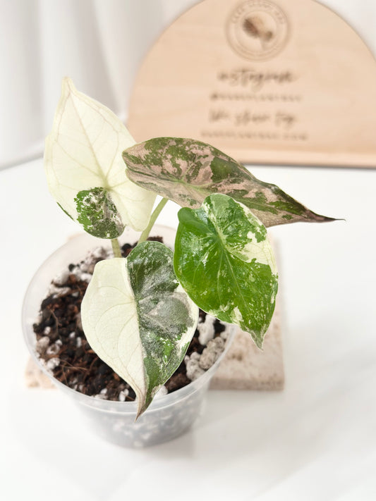 Alocasia Wentii variegated - pink/ albo (A8)