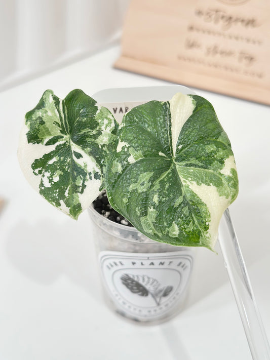 Alocasia Melo variegated - albo