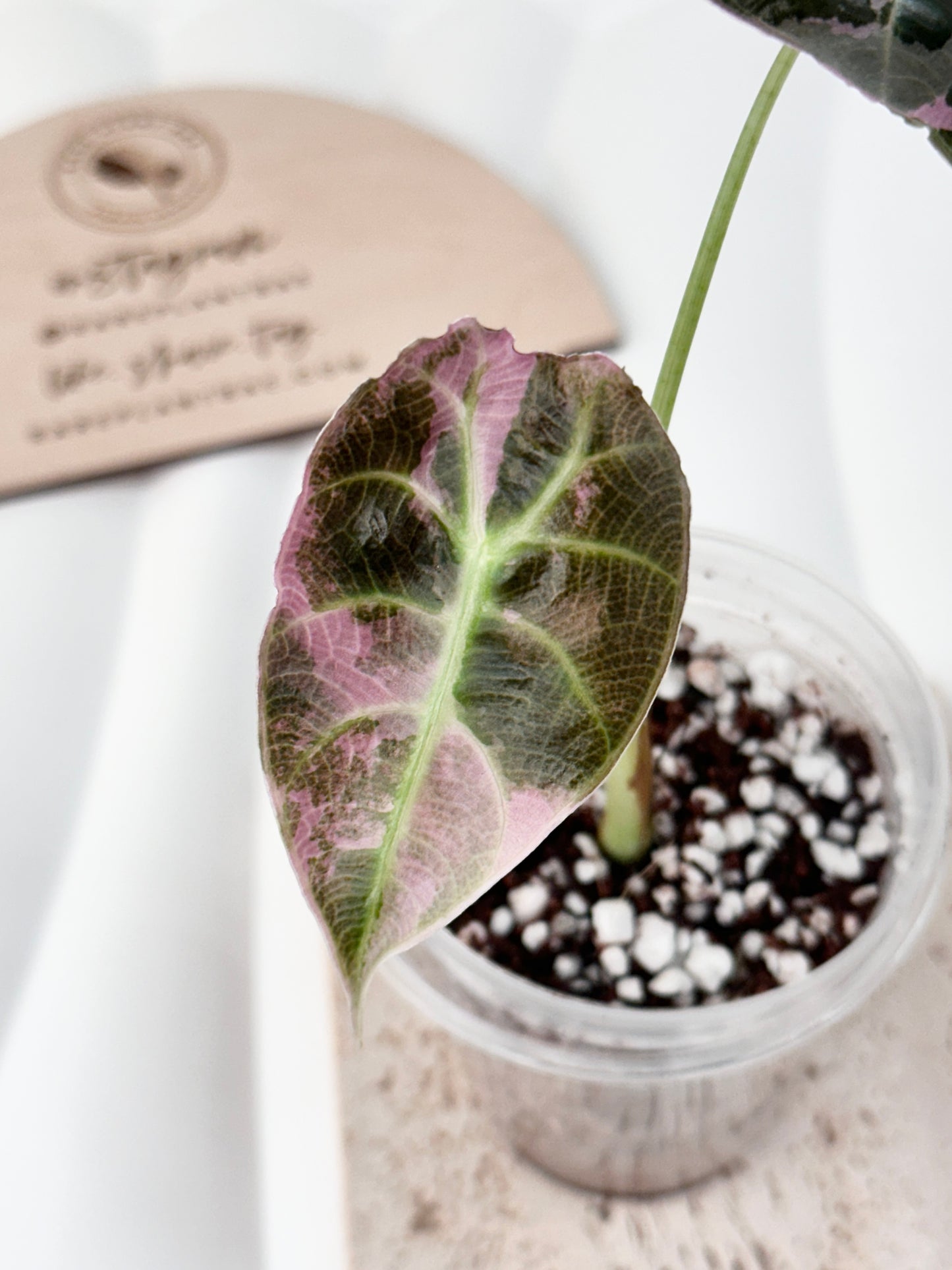 Alocasia Watsoniana Variegated Glossy - Pink/Albo