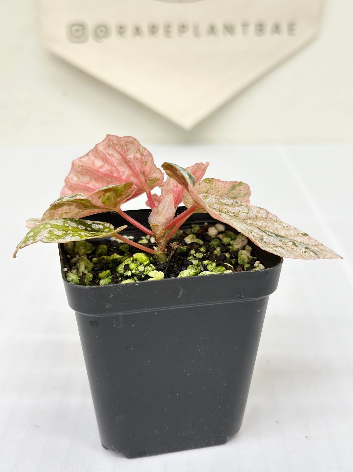 Begonia "Snow Capped" variegated