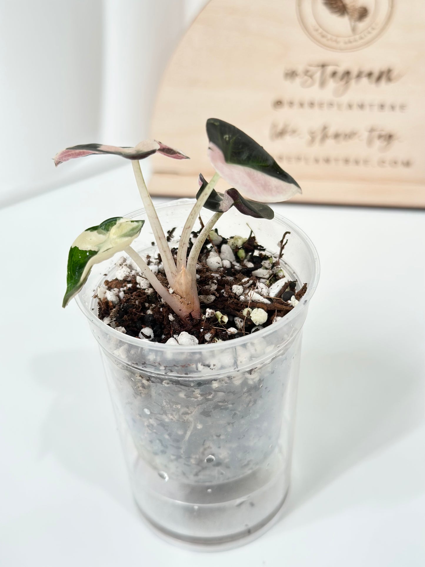 Alocasia Heart Balloon Variegated - pink
