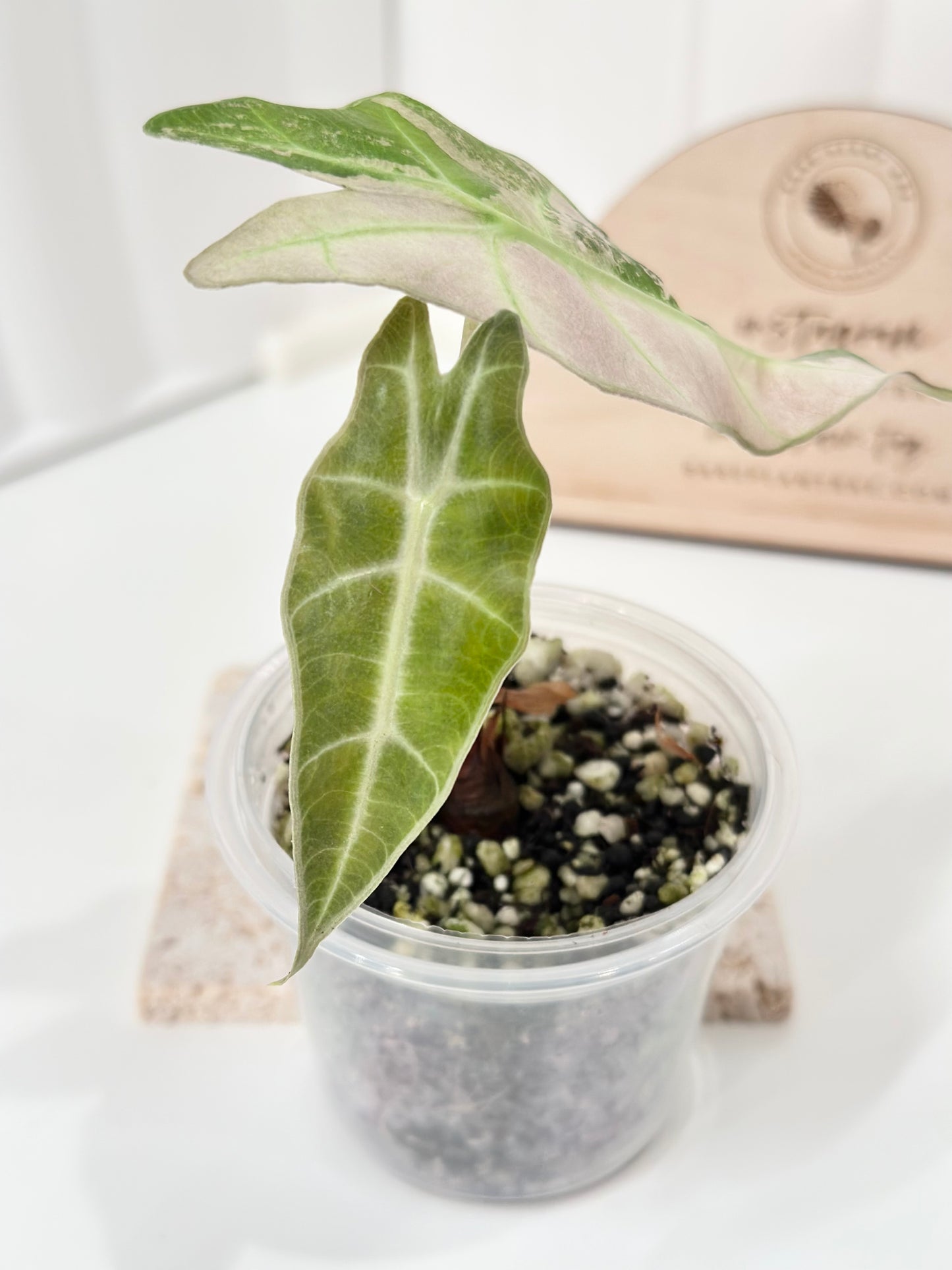Alocasia Polly variegated - Pink