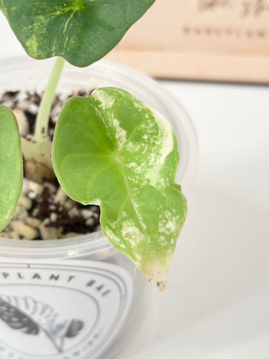 Alocasia Nebula Variegated - aurea