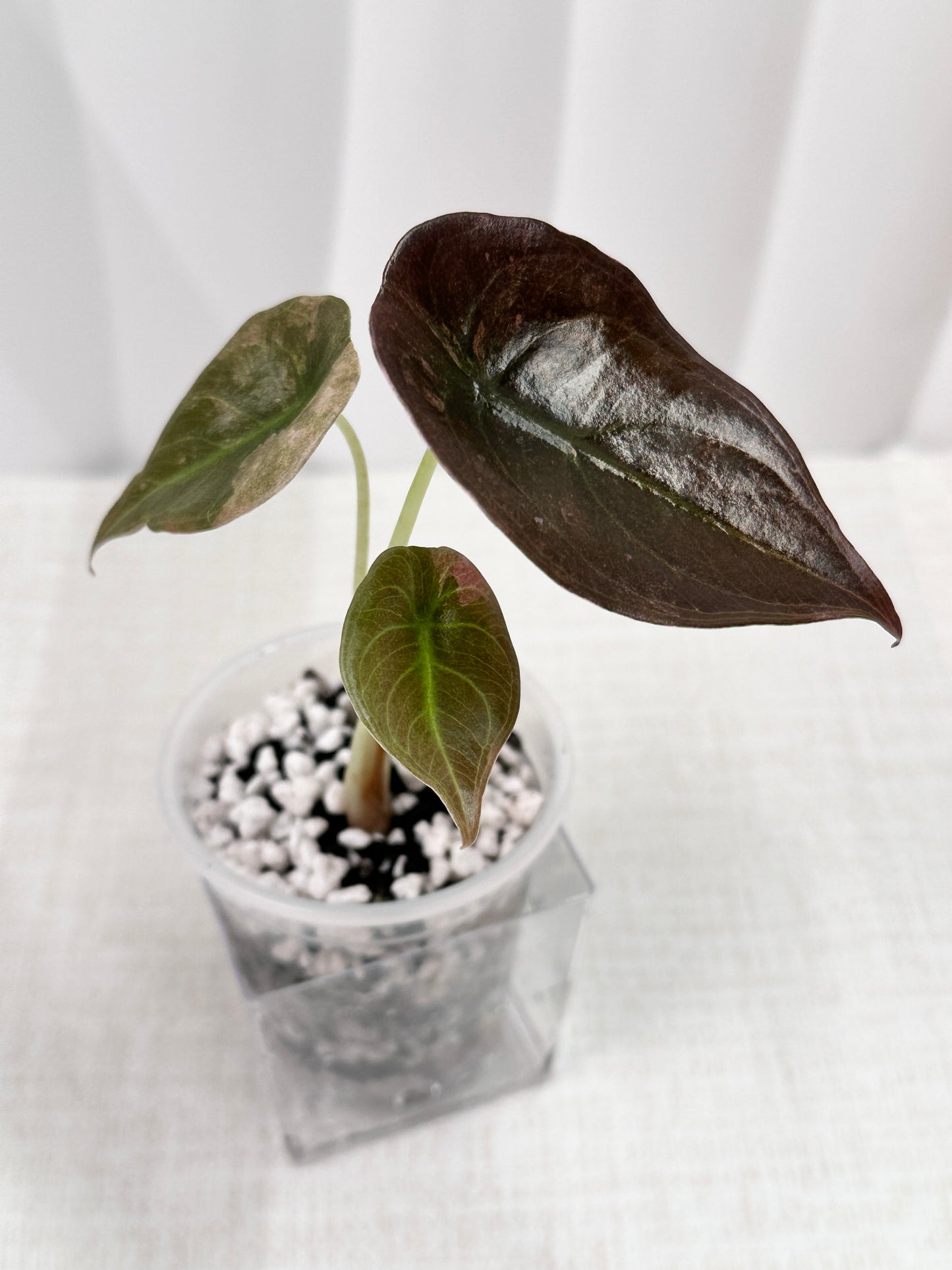 Alocasia Cuprea Variegated - Pink/Mint