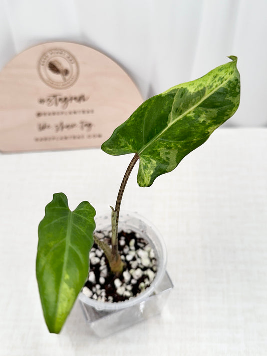 Alocasia Lauterbachiana variegated - aurea/GOG