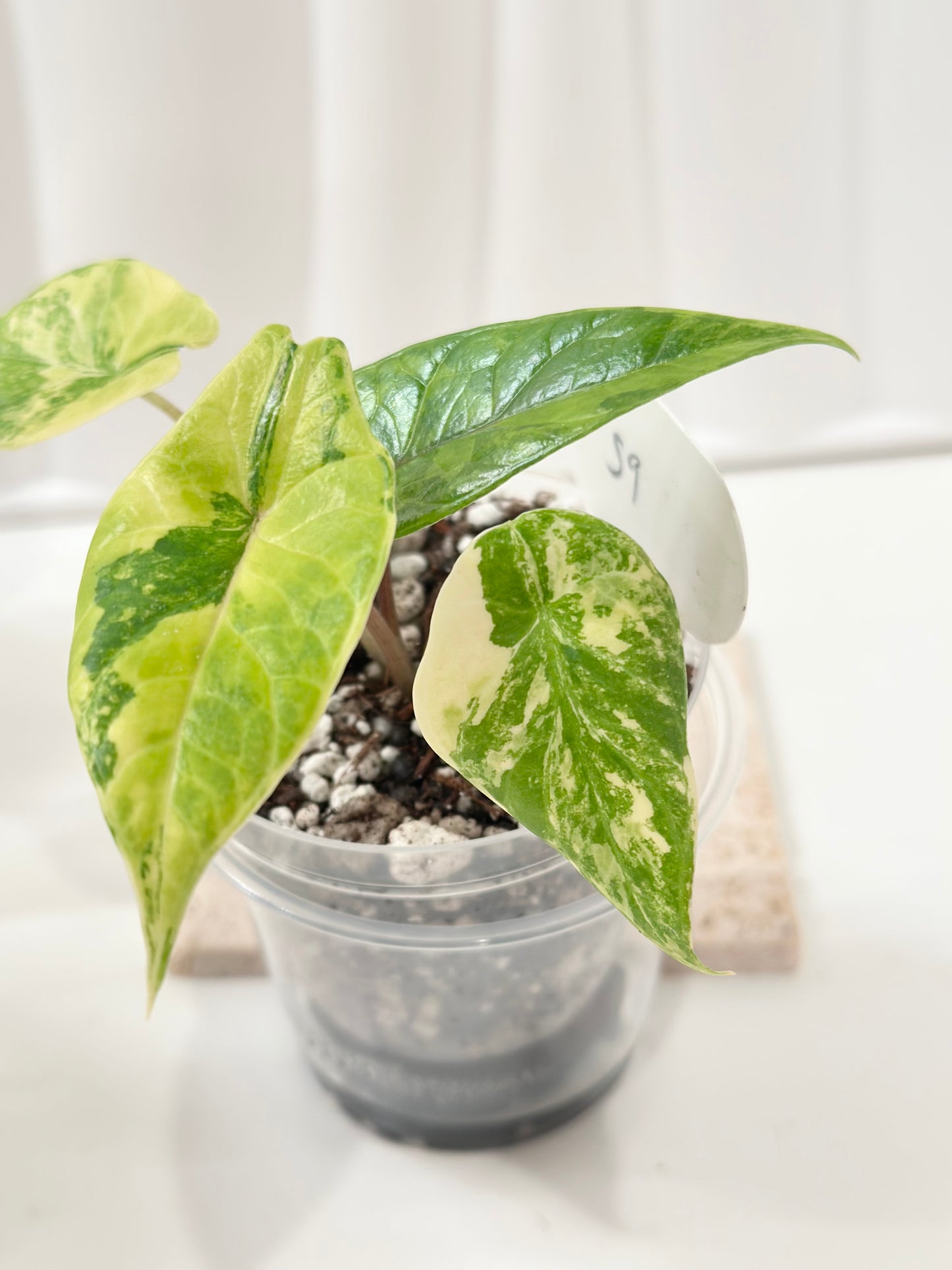 Alocasia Scalprum variegated - aurea (S9)