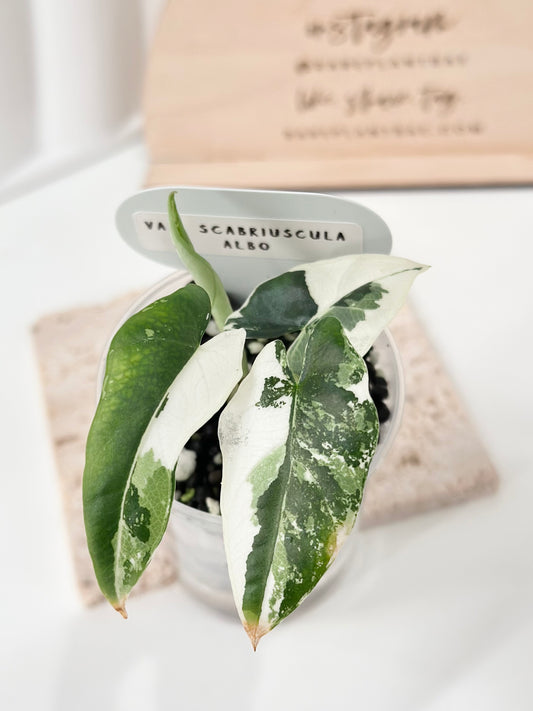 Alocasia Scabriuscula Variegated - albo