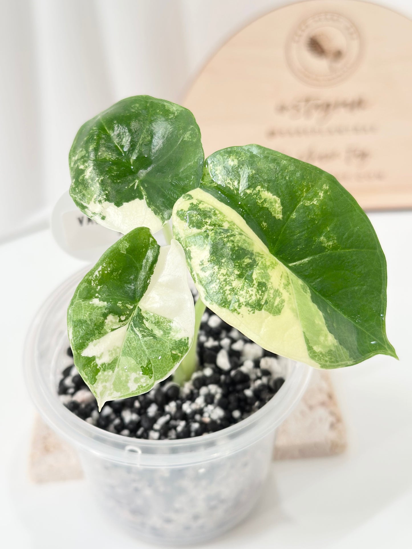 Alocasia Bisma "Platinum" variegated - albo