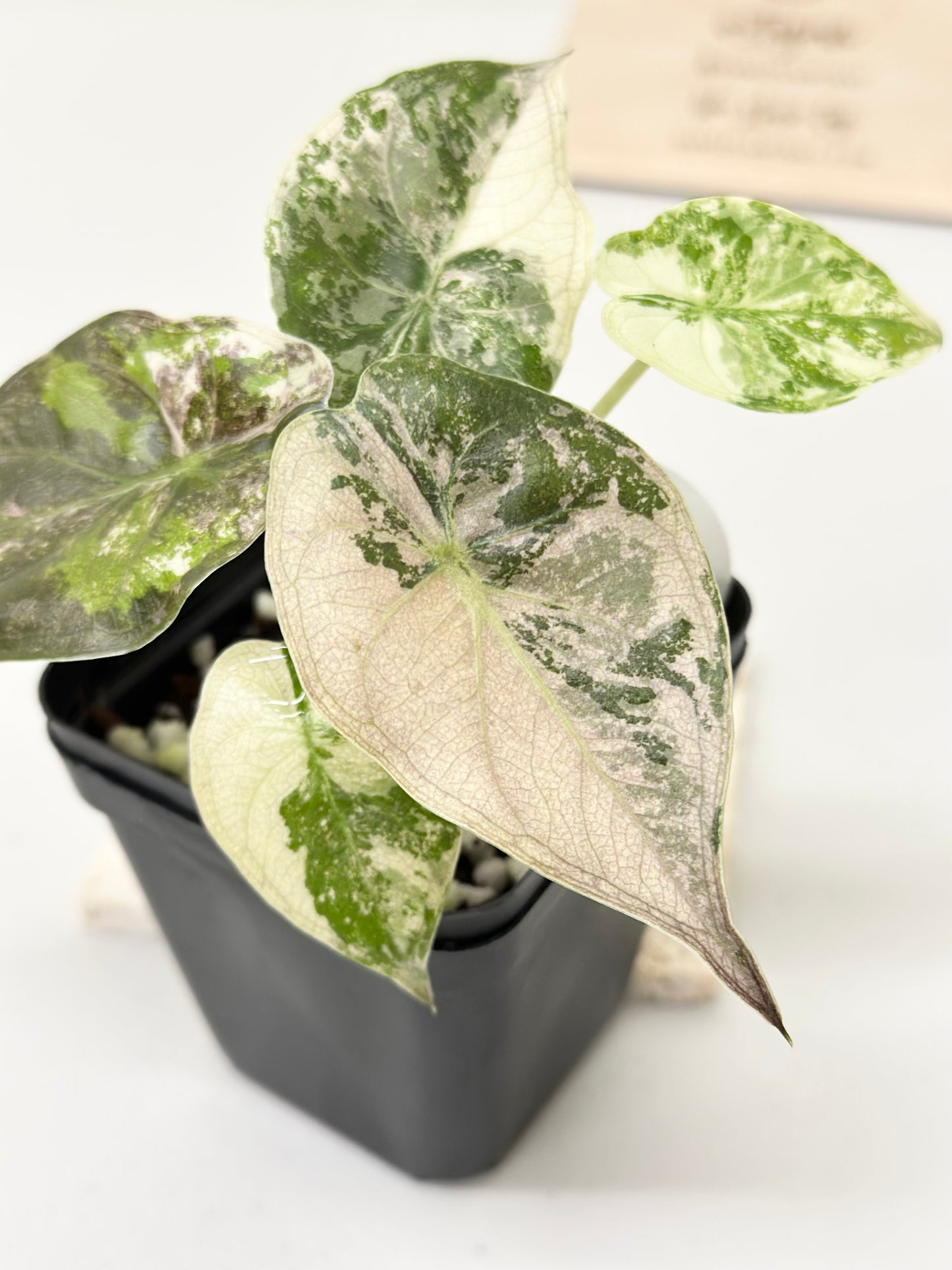 Alocasia Wentii variegated - pink/ albo (B)